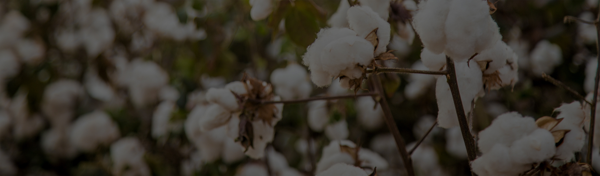 Peruvian Pima Cotton Clothing Factory LYON Apparel Manufacturing